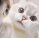 GMCatyouthere