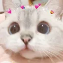 GMcatwholesome