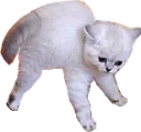 Cat Cat