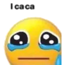 P_icaca