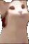 KK_popcat