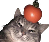 souptime Discord emoji