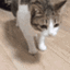 CatLag Discord emoji