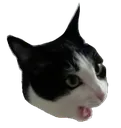 pogkat