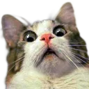 shocked shocked