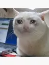 sad Discord Emoji