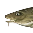 cod1
