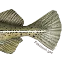 cod4