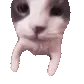 catKiss