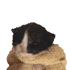 CatMew