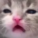 whatcat whatcat