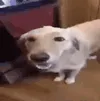 butterdog