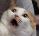 scaredcat