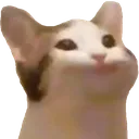catOm