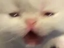 SOBCAT2