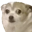 shooka