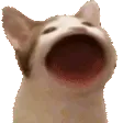 catpop