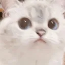 Caat
