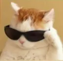 catcool