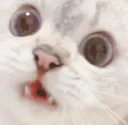 CatShook