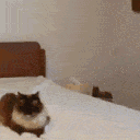 Catboop CatBoop Discord Emoji