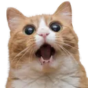 wowcat