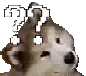 confuseddoggo