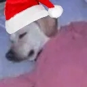 sc_christmasdog