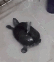 1_turtleshake Discord emoji