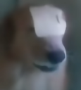 Fail_Dog Discord emoji