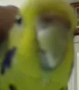 borb borb
