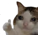 cat_thumbsup