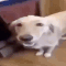 KC_buttardog