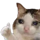 catthumbs catthumbs
