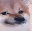 doge1 doge1