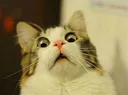shookcat