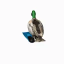 ducc