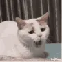 yawn yawn