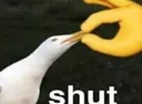 shut