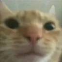 catbruh catbruh