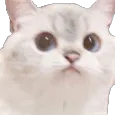 stare stare