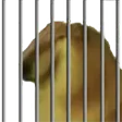 hornyJail hornyJail