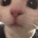 catcurious