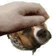 lancepet lancepet