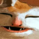 fatcat