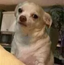 sighdog