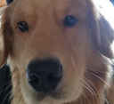 DogSeesEverything Discord emoji