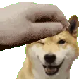 petTheShibe