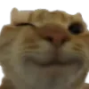 cattowink