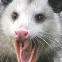 screee screee